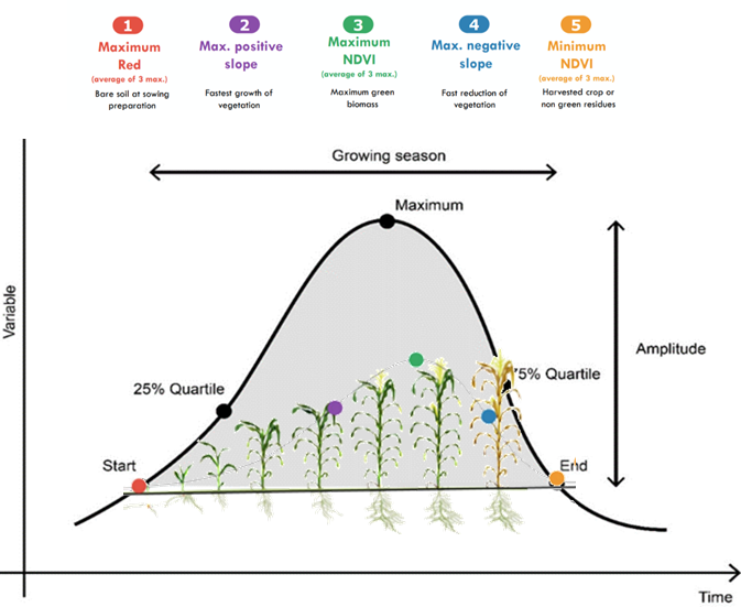Crop phenological development within single growing season
