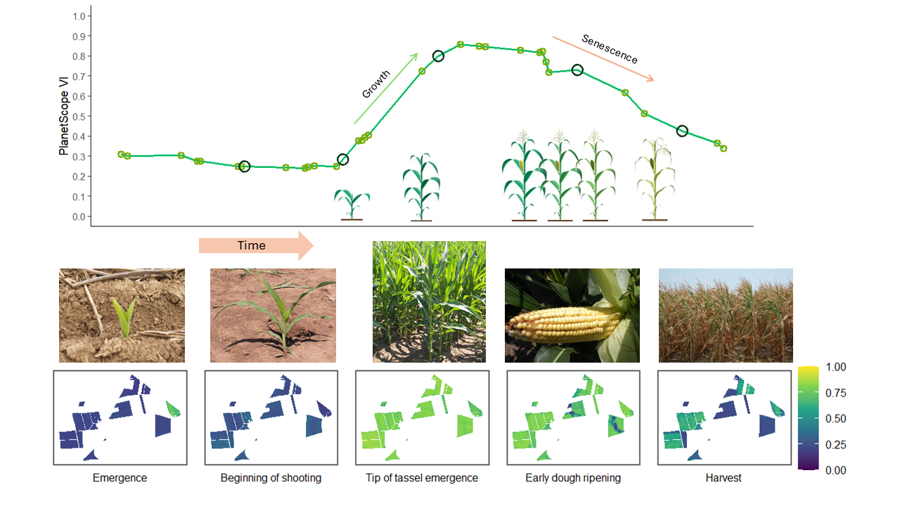 Illustration of maize phenology and corresponding development of NDVI
